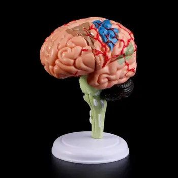 2023 Новая 4D анатомическая модель человеческого мозга в разобранном виде Инструмент для обучения анатомии Статуи Скульптуры Школьное использование